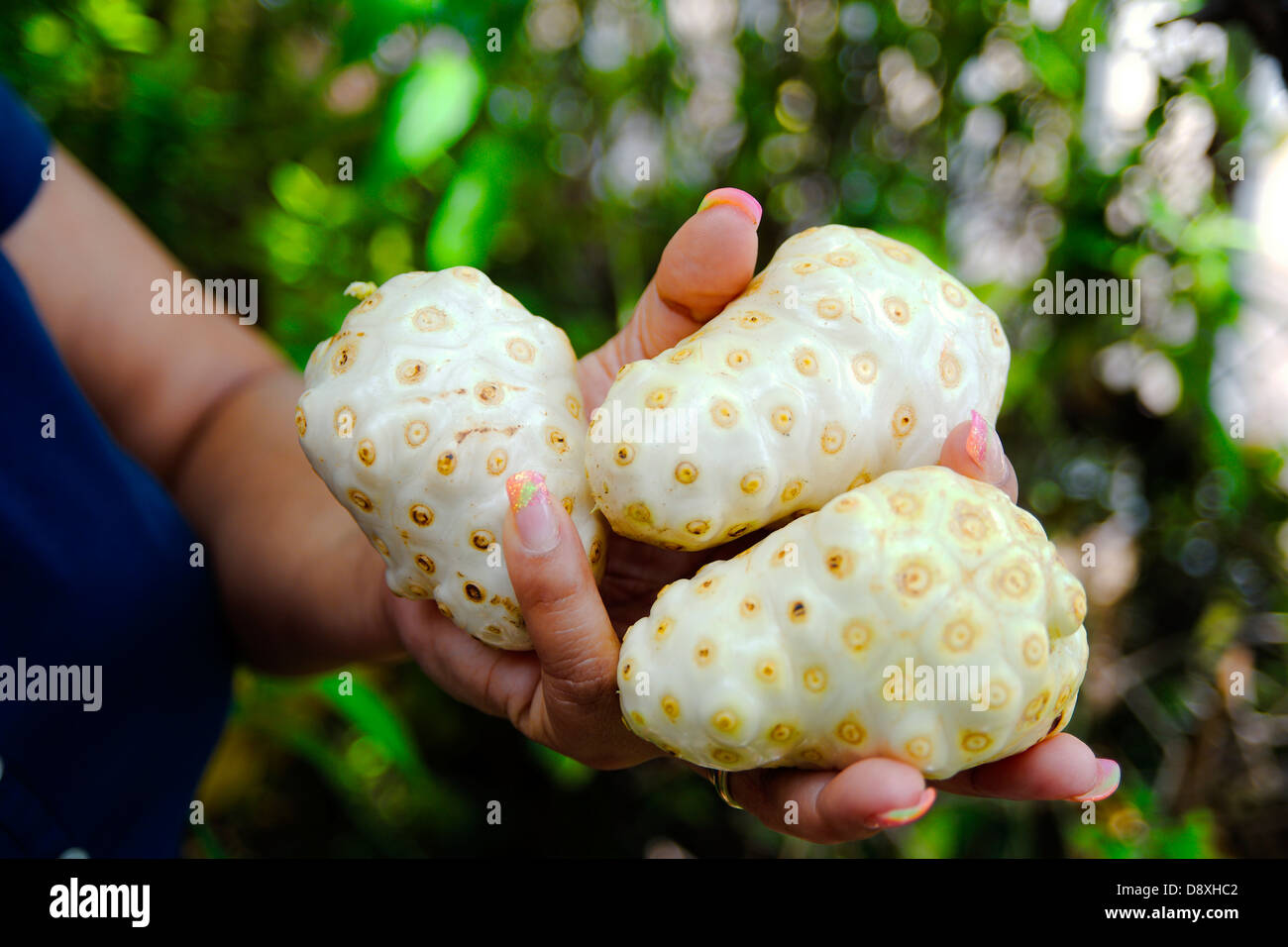 Woman holding Noni fruits (Morinda citrifolia) in her hands Stock Photo