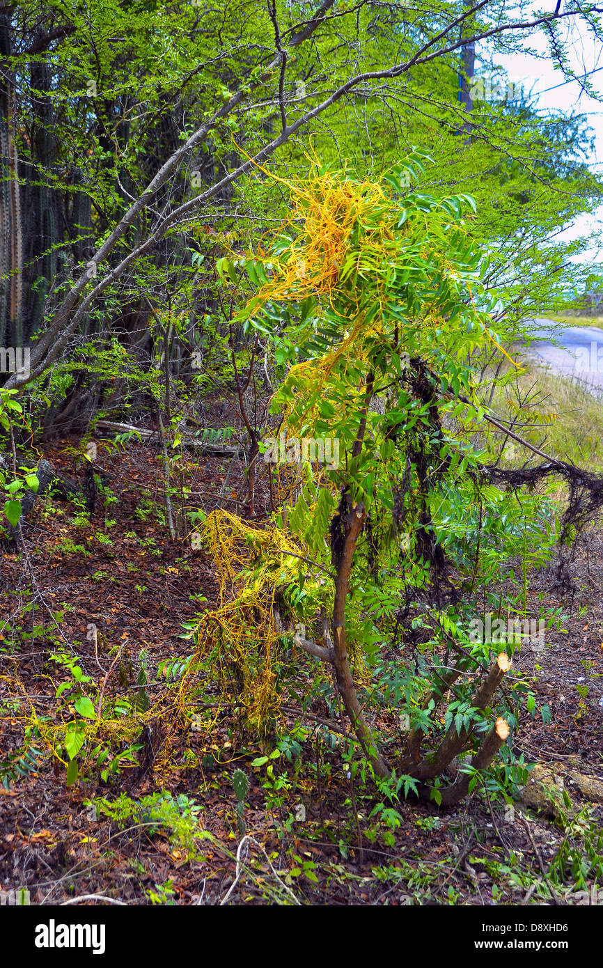 Overview of a bush covered with Cuscuta victoriana Yunck Stock Photo