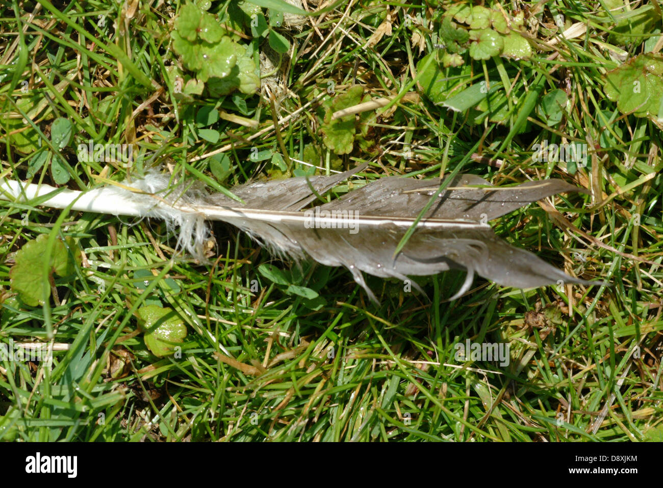 Feather on lawn Stock Photo Alamy