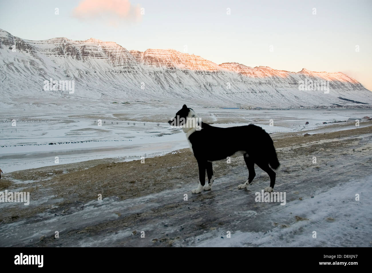 A dog on Iceland Stock Photo Alamy