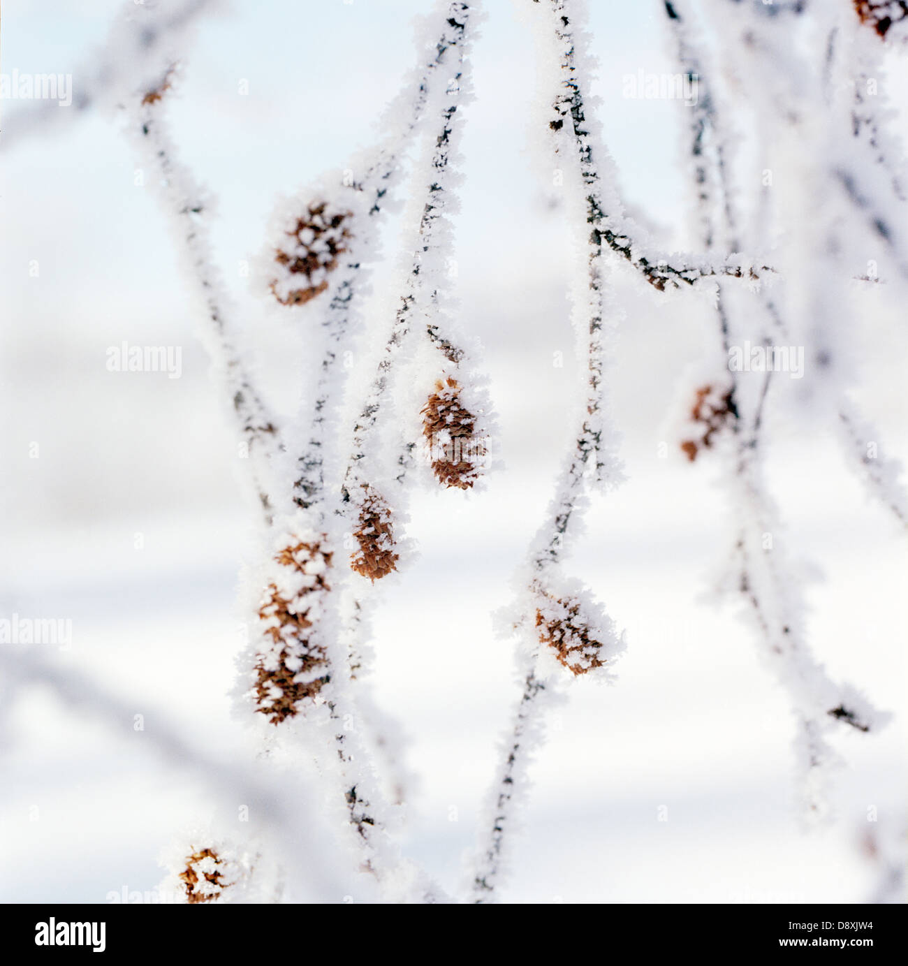 Close up frozen tree hi-res stock photography and images - Alamy