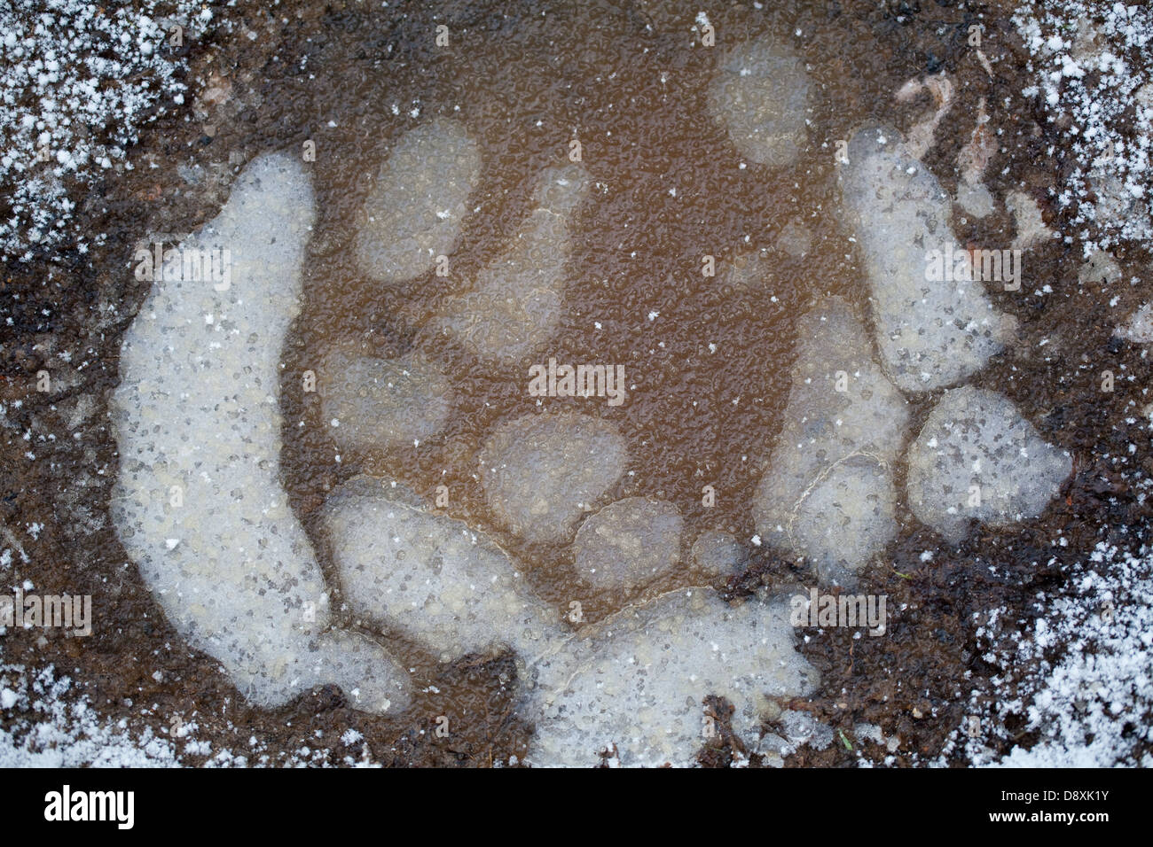 Frozen puddle on a rural trackway. Showing fallen hail stones on ground and on the ice surface, with trapped air bubbles beneath Stock Photo