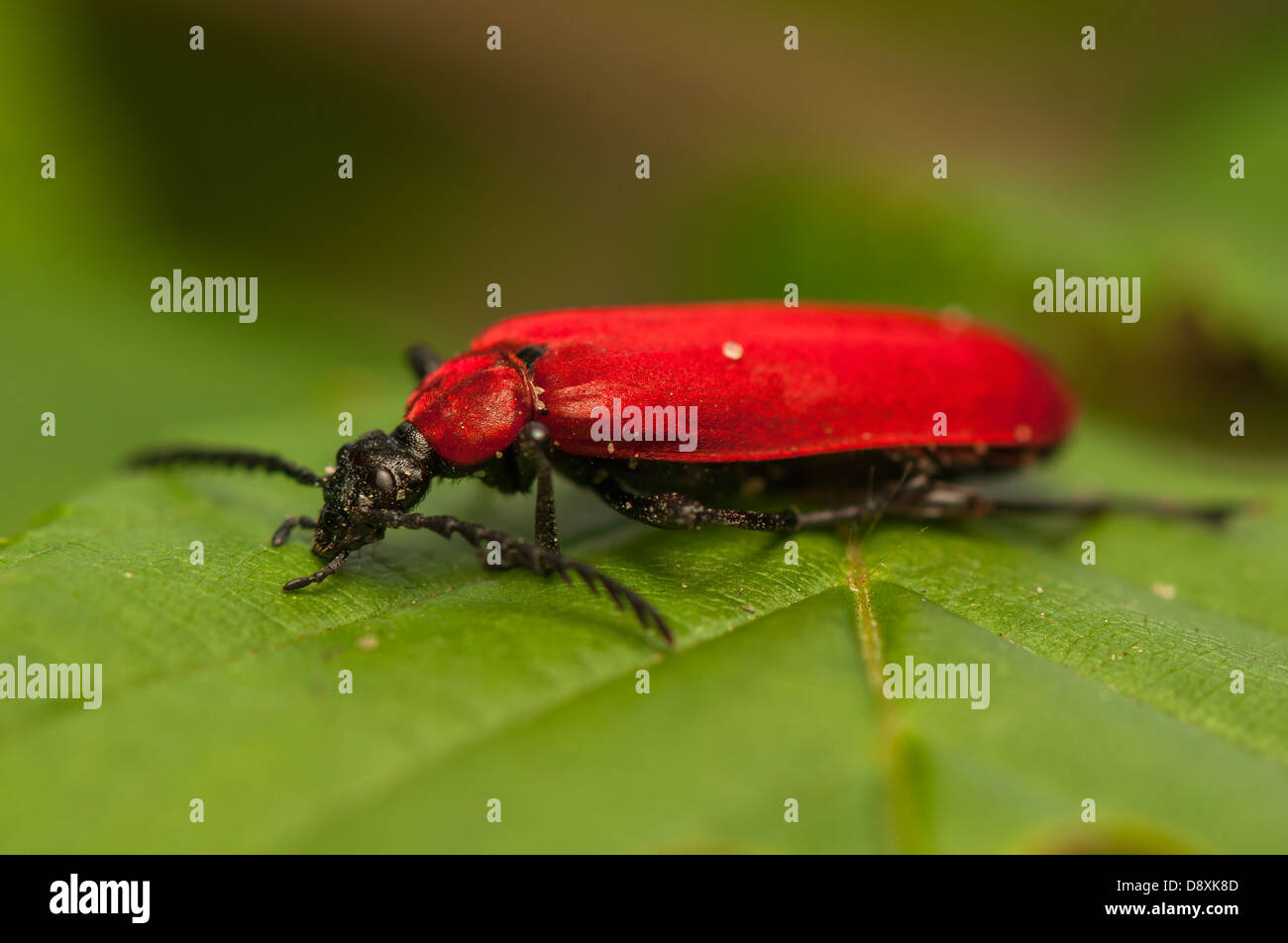 Pyrochroa coccinea Stock Photo