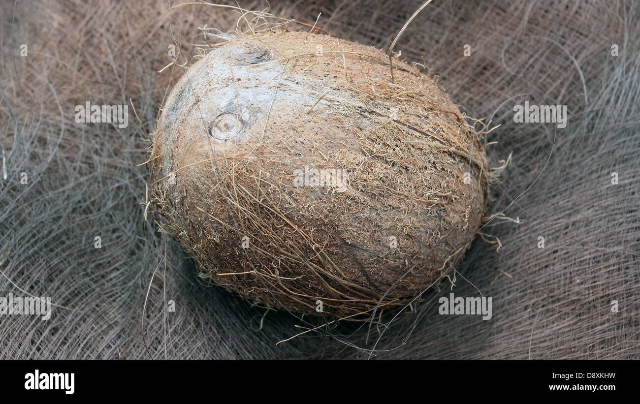 coconut fruit over palm tree bark Stock Photo
