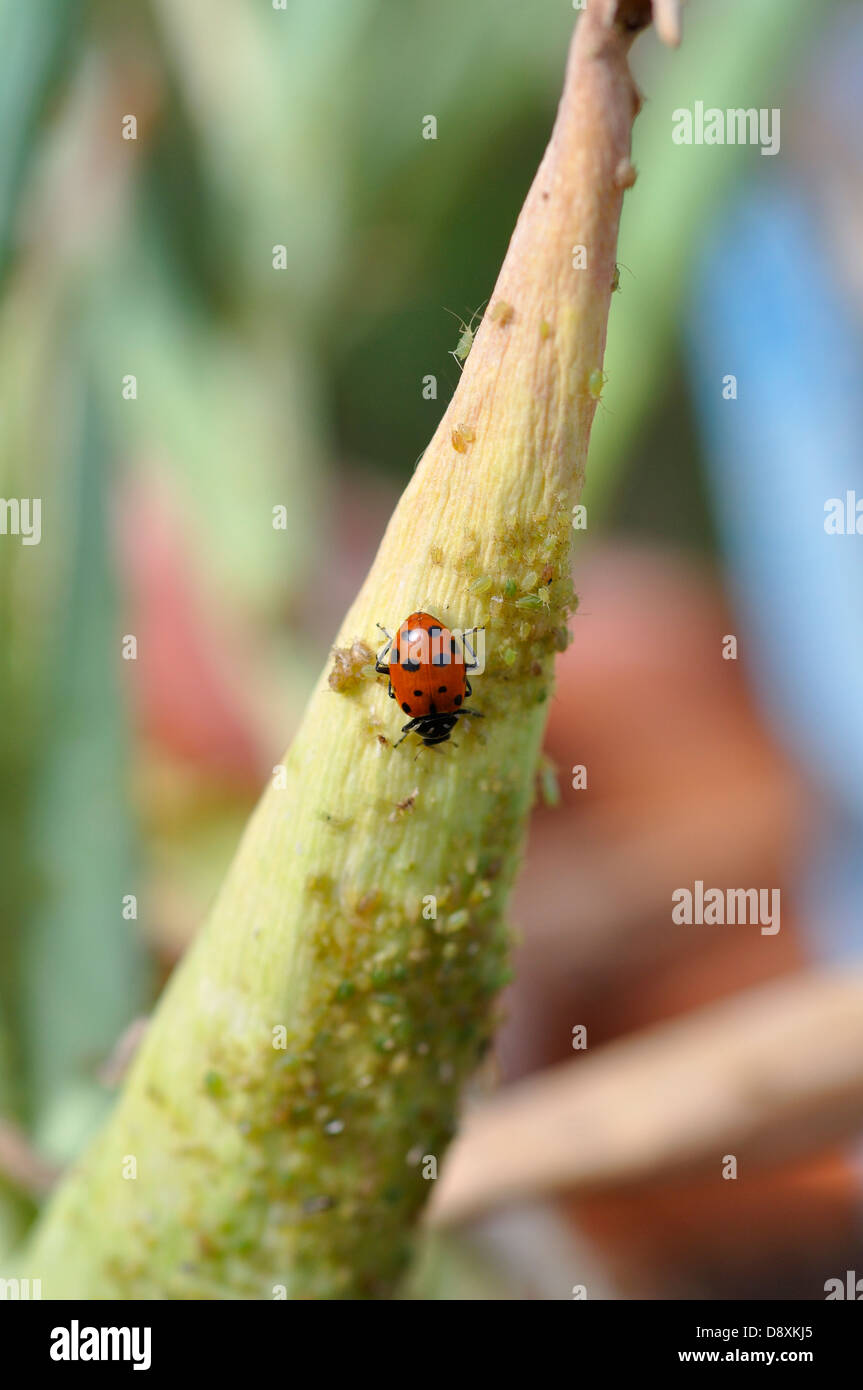 Ladybugs eating aphids on plant Stock Photo Alamy