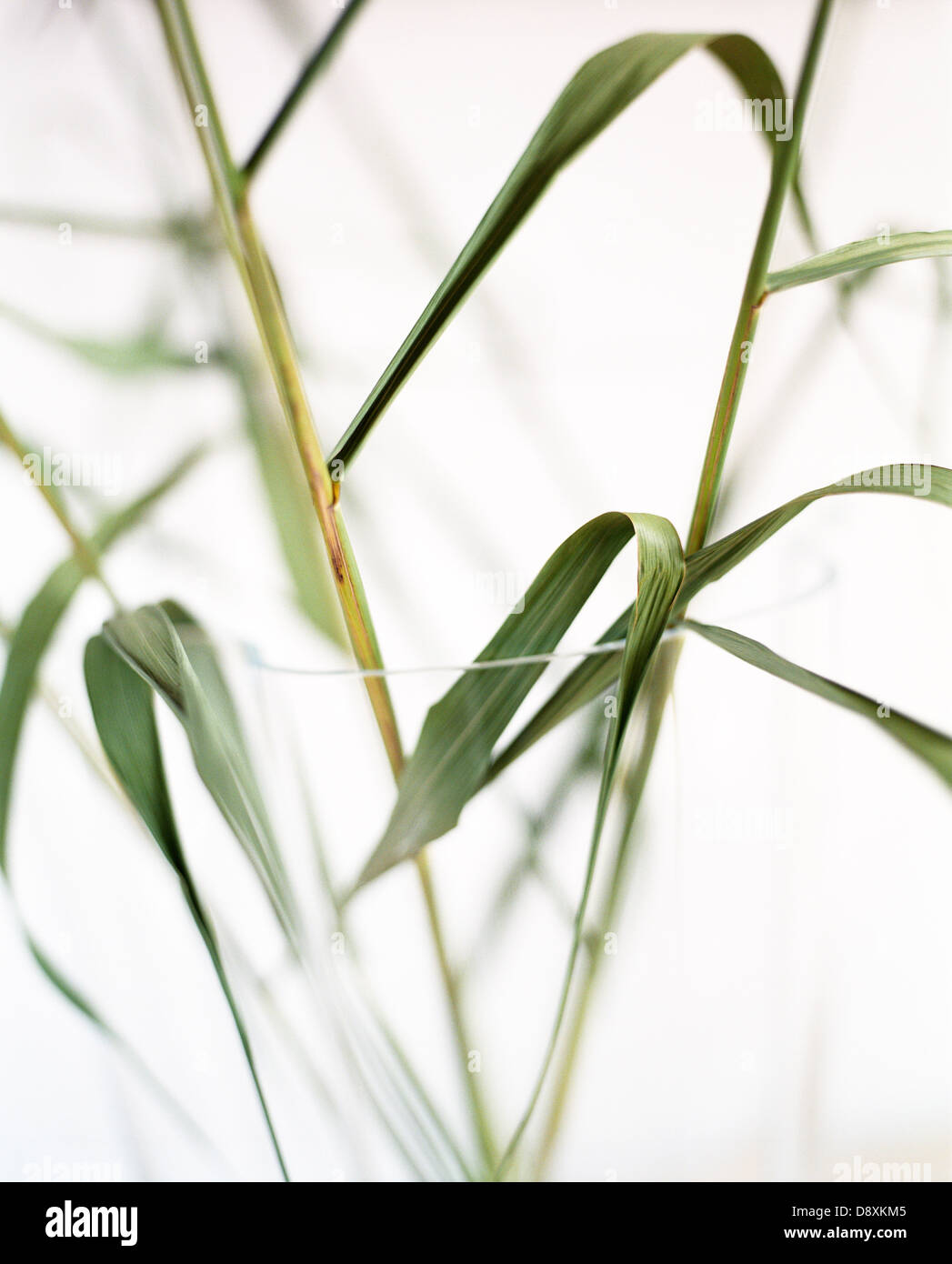 White Line Reed White reed hi-res stock photography and images - Alamy