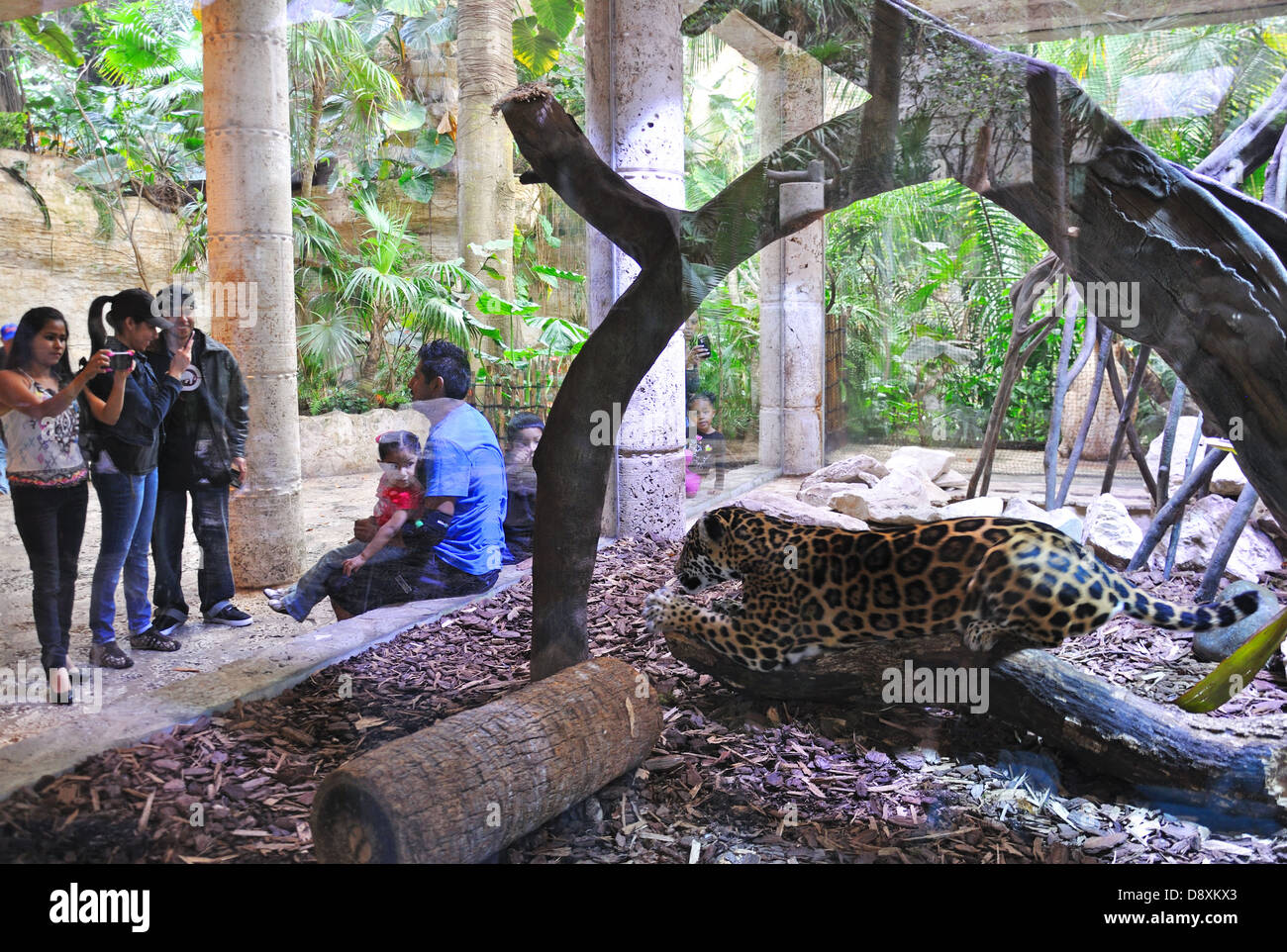 Animal abuse in zoo leopard locked in a tiny glass cage without much