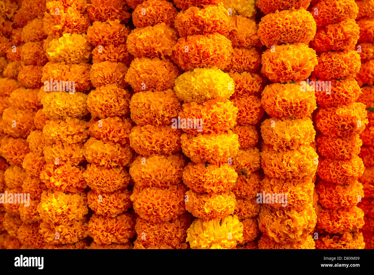 Marigold garland hires stock photography and images Alamy