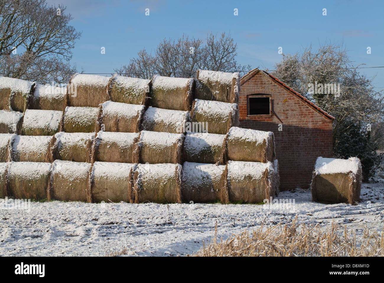 Bales of Hay snow covered after a recent fall. Stock piled on field edge. Ingham. Norfolk. Barn Owl Tyto alba roost nest in barn Stock Photo
