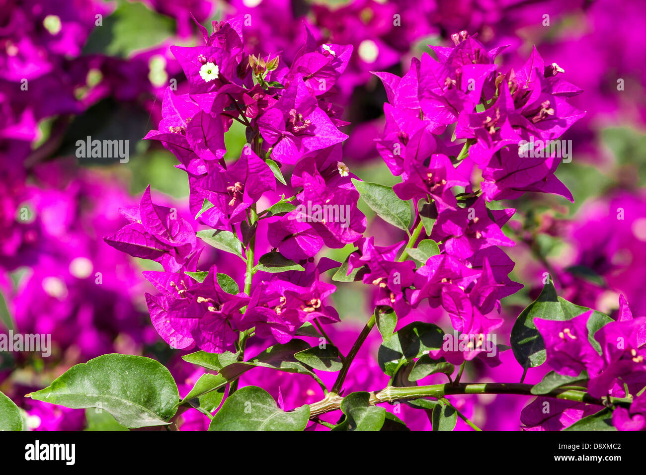 Beautiful purple flowers Stock Photo - Alamy
