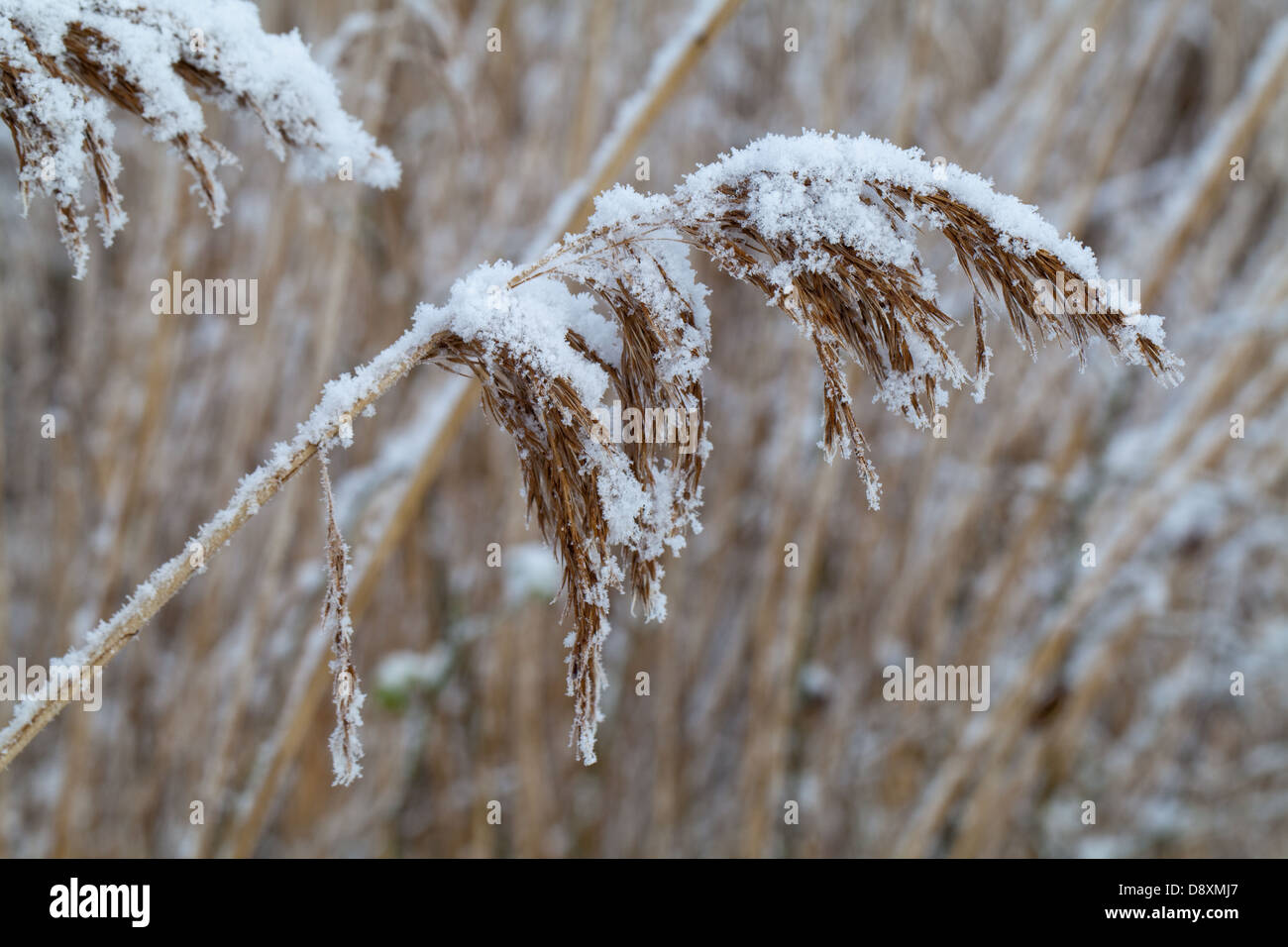 Norfolk Reed (Phragmites communis). Seed head or panicle, encrusted with melting snow. Stock Photo