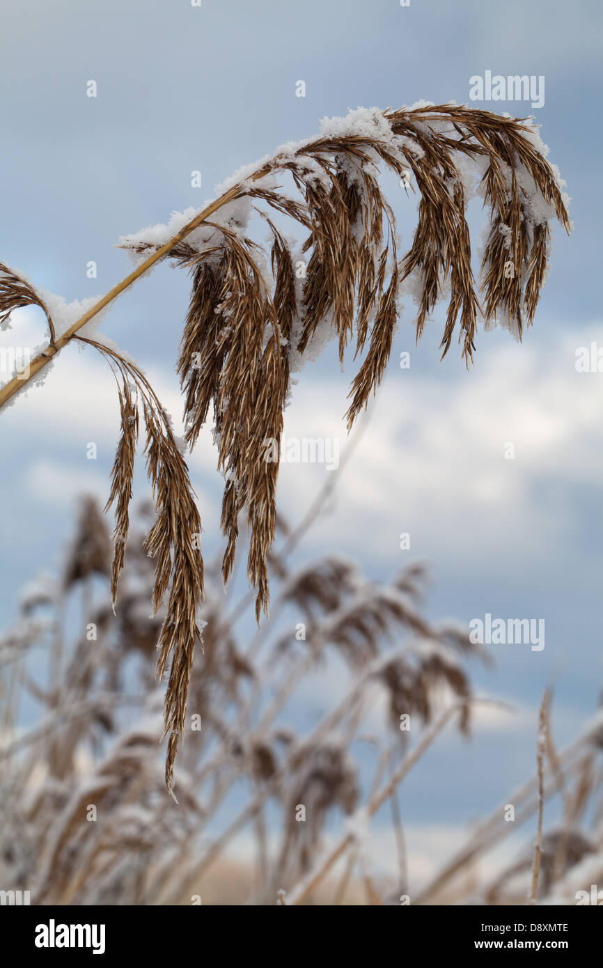 Norfolk Reed (Phragmites communis). Seed head or panicle, encrusted with melting snow. Stock Photo