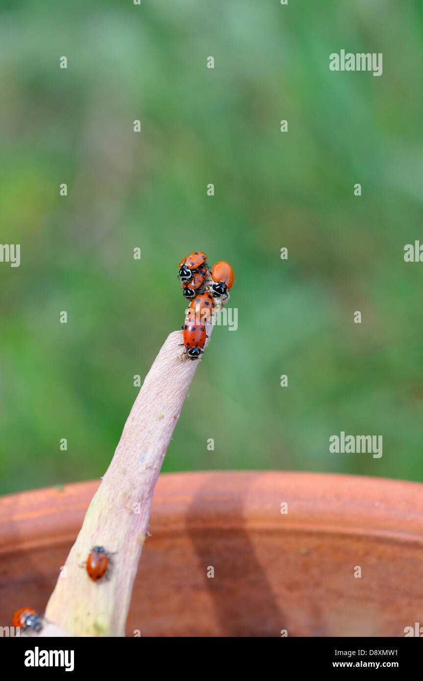 Ladybugs eating aphids on plant Stock Photo Alamy