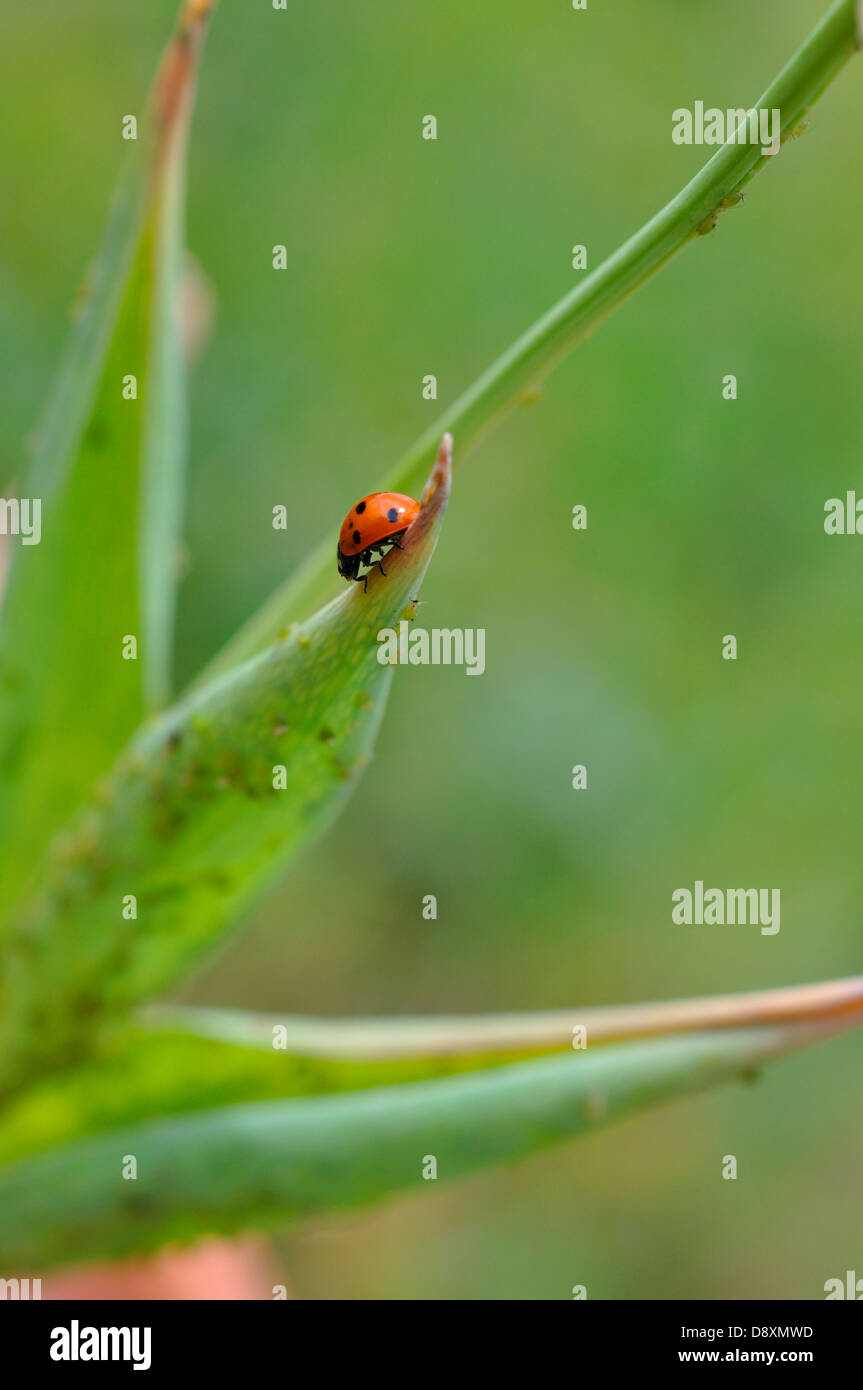 Ladybugs eating aphids on plant Stock Photo Alamy