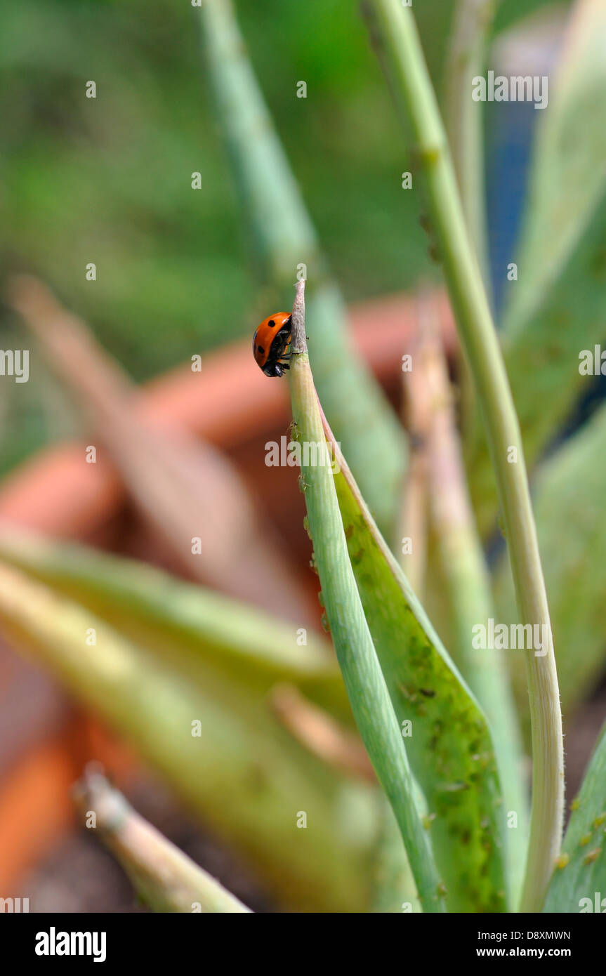 Ladybugs eating aphids on plant Stock Photo Alamy