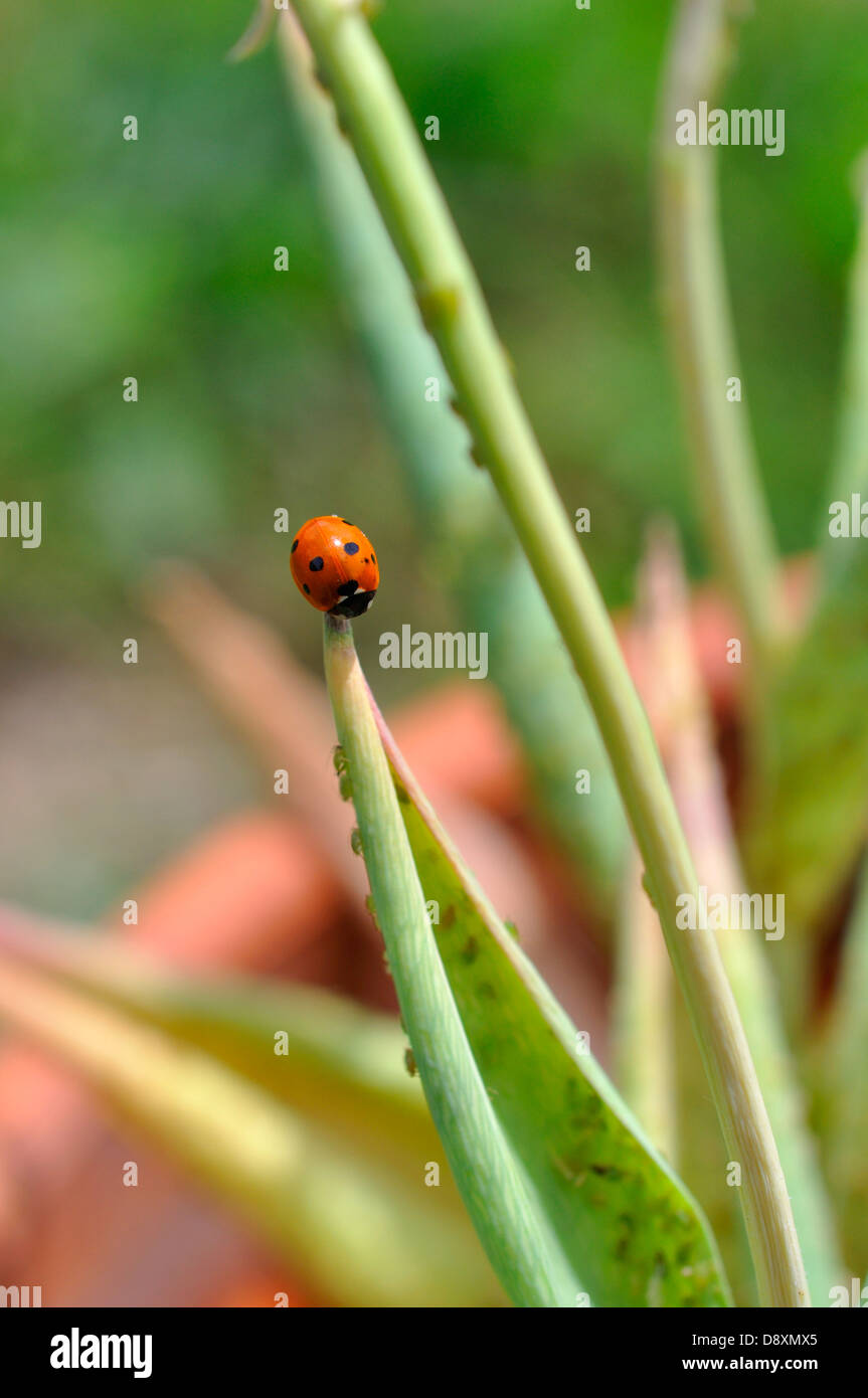 Ladybug eating aphids hires stock photography and images Alamy
