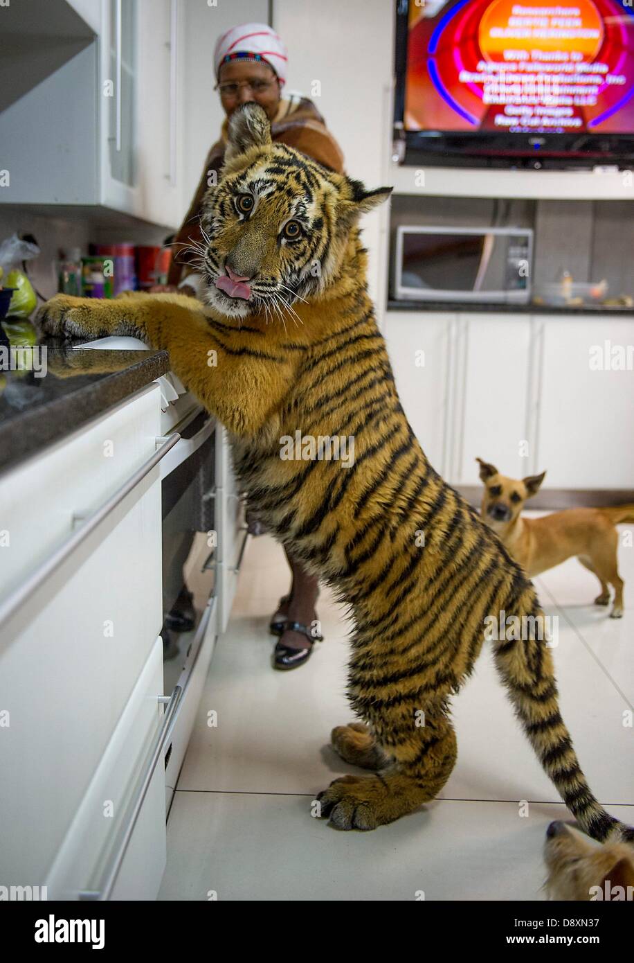 Купить тигра живого