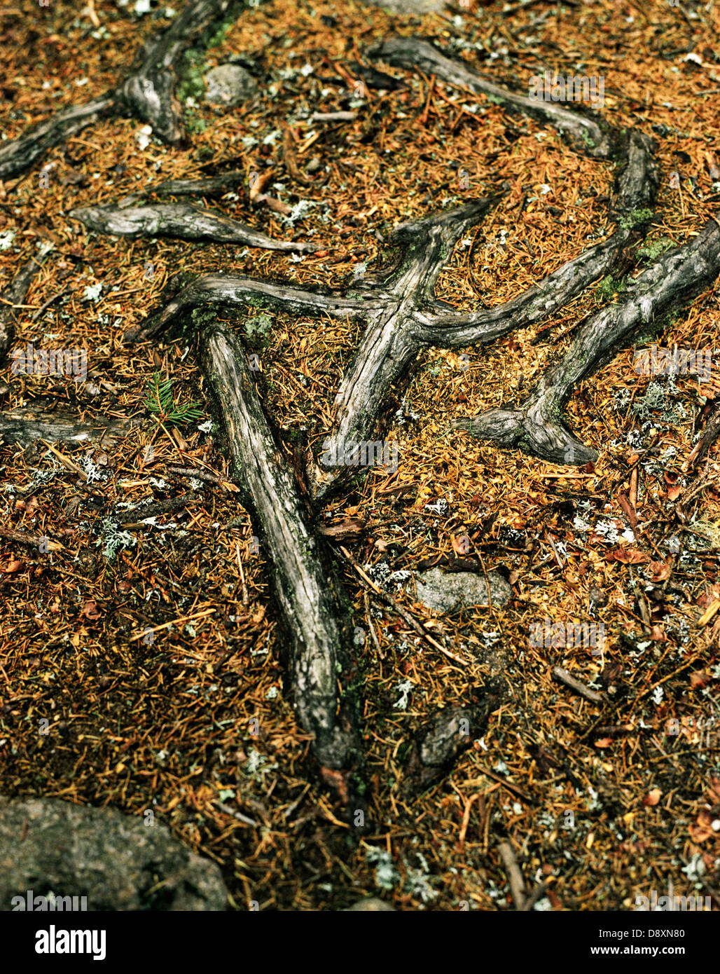 Tangled roots close up hi-res stock photography and images - Alamy