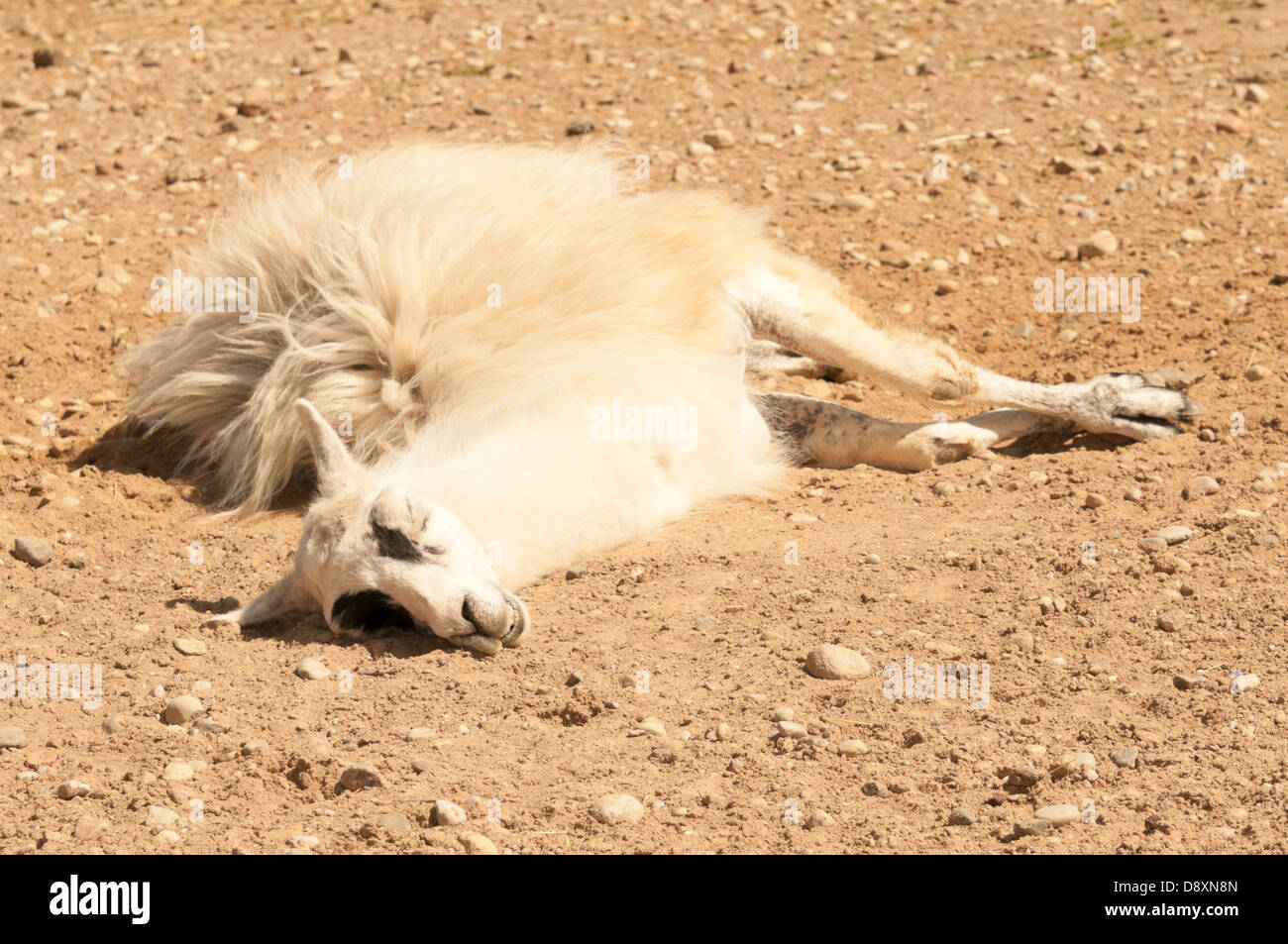 Llama lama glama sleeping hi-res stock photography and images - Alamy