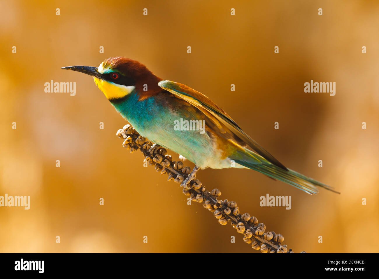 European bee-eater on a branch, Merops apiaster. Shallow depth of field and bakground blurred Stock Photo