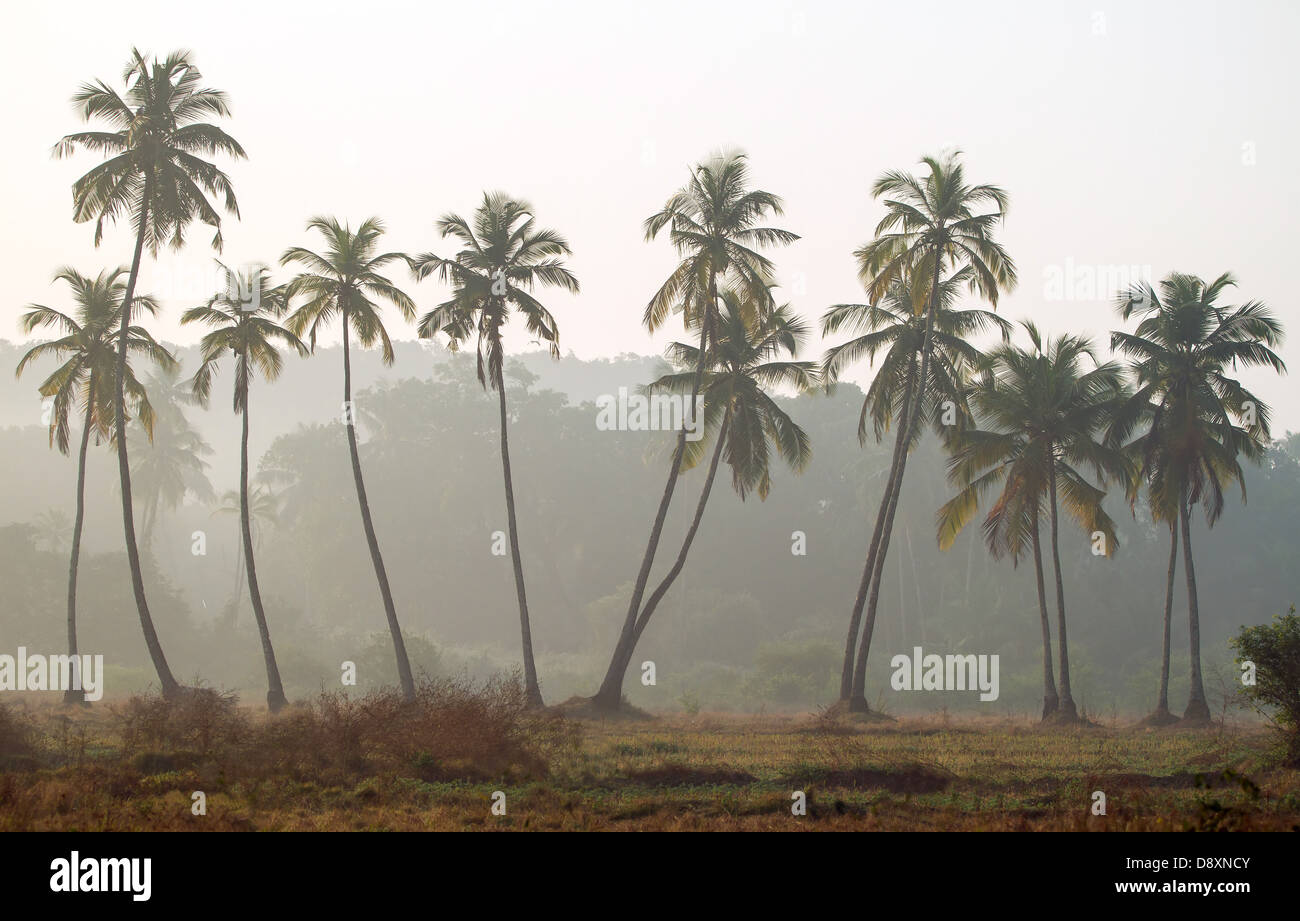 Palm trees silhouette, India Stock Photo
