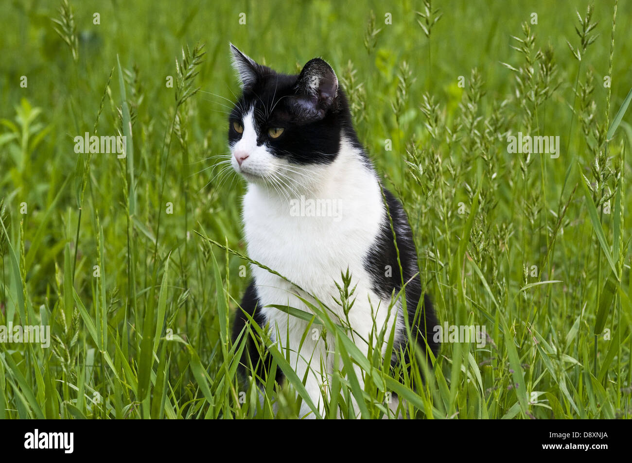 black and white cat sitting in the grass Stock Photo - Alamy