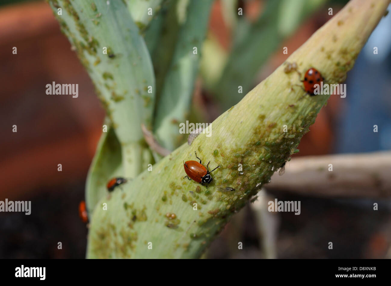Ladybugs eating aphids on plant Stock Photo Alamy