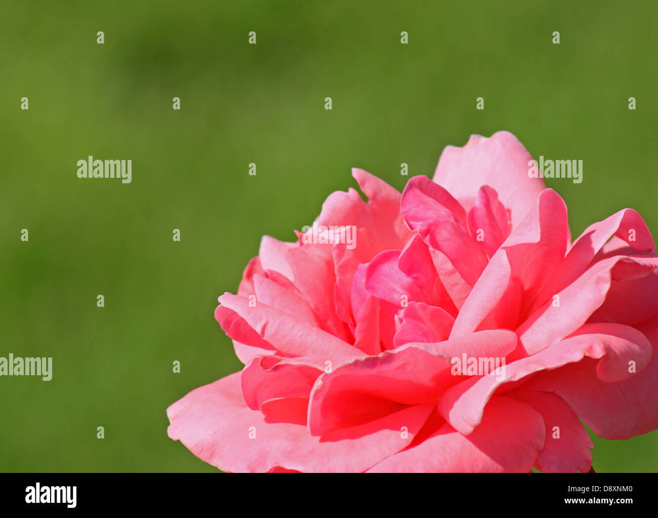 Green rose background hi-res stock photography and images - Alamy