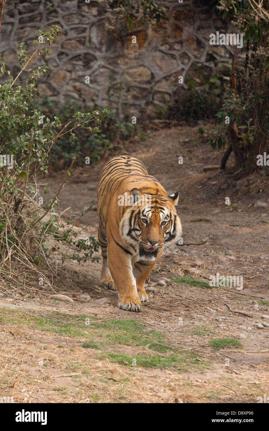 Bengal Tiger (Panthera tigris tigris). Within a spacious enclosure of the Central Zoo, Kathmandu. Nepal. Stock Photo