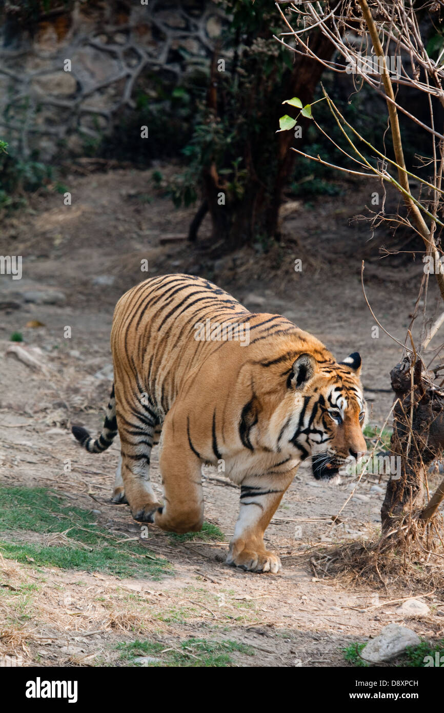 Bengal Tiger (Panthera tigris tigris). Within a spacious enclosure of the Central Zoo, Kathmandu. Nepal. Stock Photo