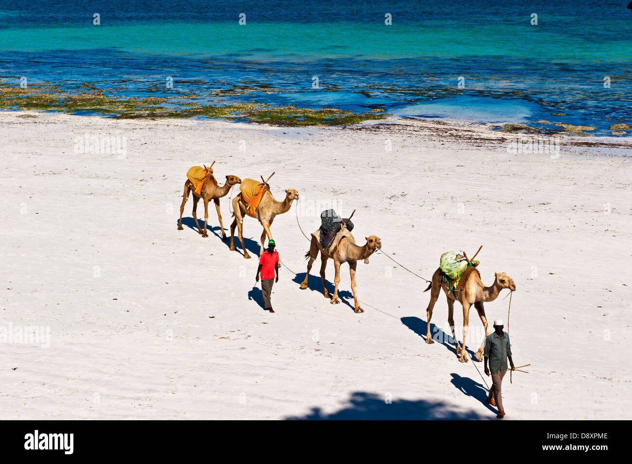 Camels on a Kenyan Beach Stock Photo