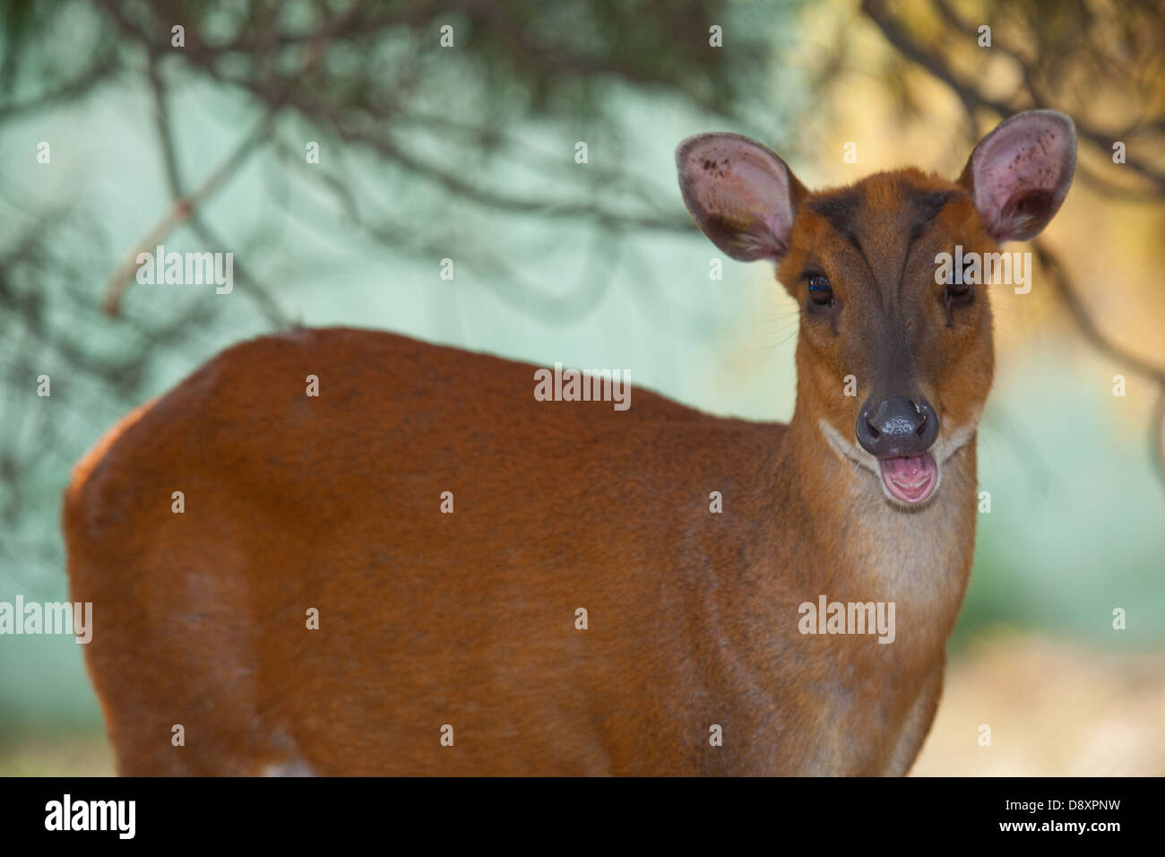 Indian, Common or Red Muntjac Deer (Muntiacus muntjak). Female chewing the cud. Nepal. Stock Photo