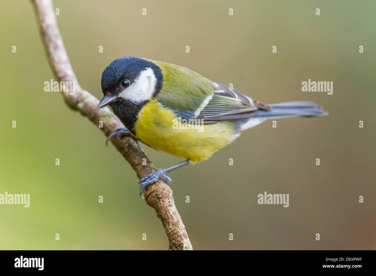 Great Tit, Parus major on a branch. Shallow depth of field and bakground blurred Stock Photo