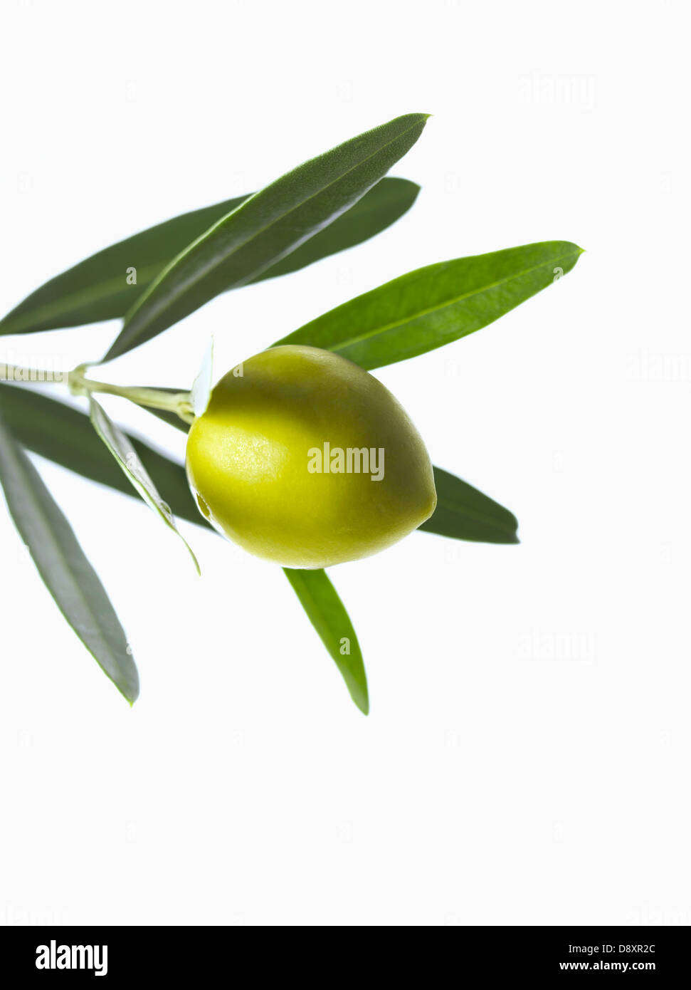 Olive on an olive branch on a white background Stock Photo Alamy