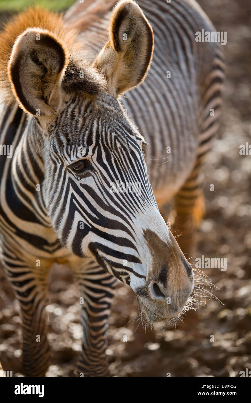 Grevy zebra (Equus grevyi) Stock Photo