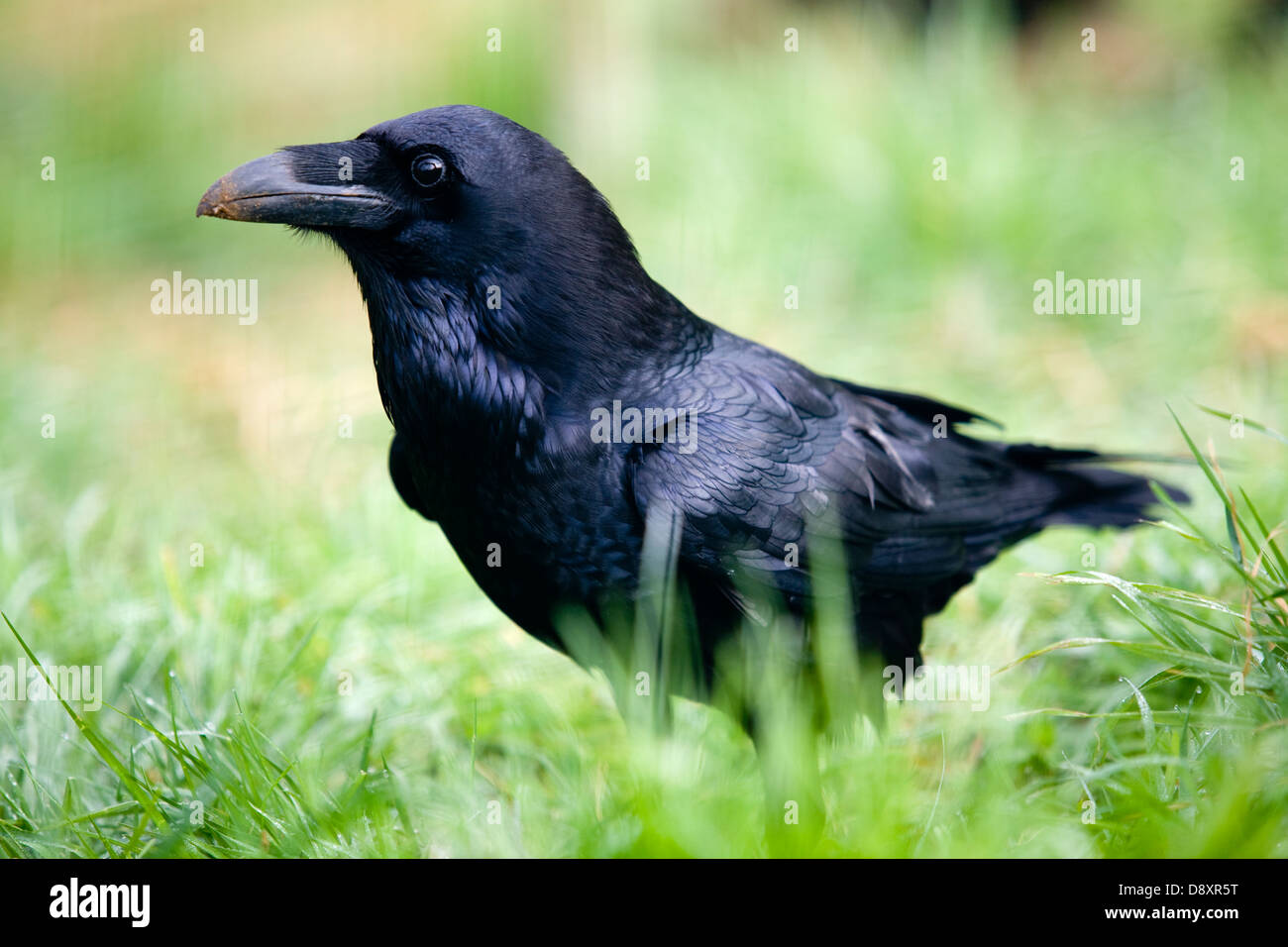 Raven (Corvus corax) in grassland. Stock Photo