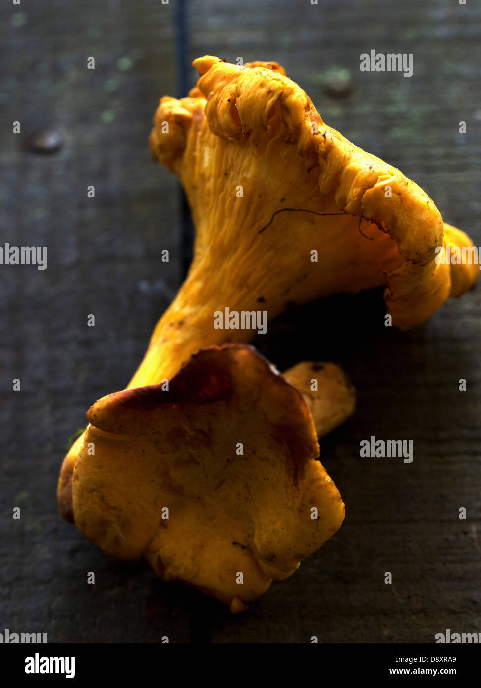 Black chanterelles hires stock photography and images Alamy