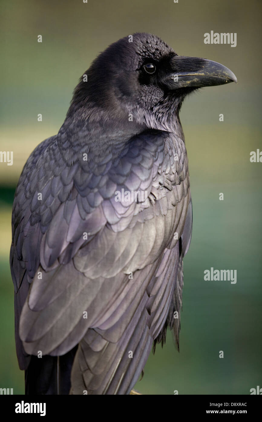 Raven (Corvus corax) Stock Photo