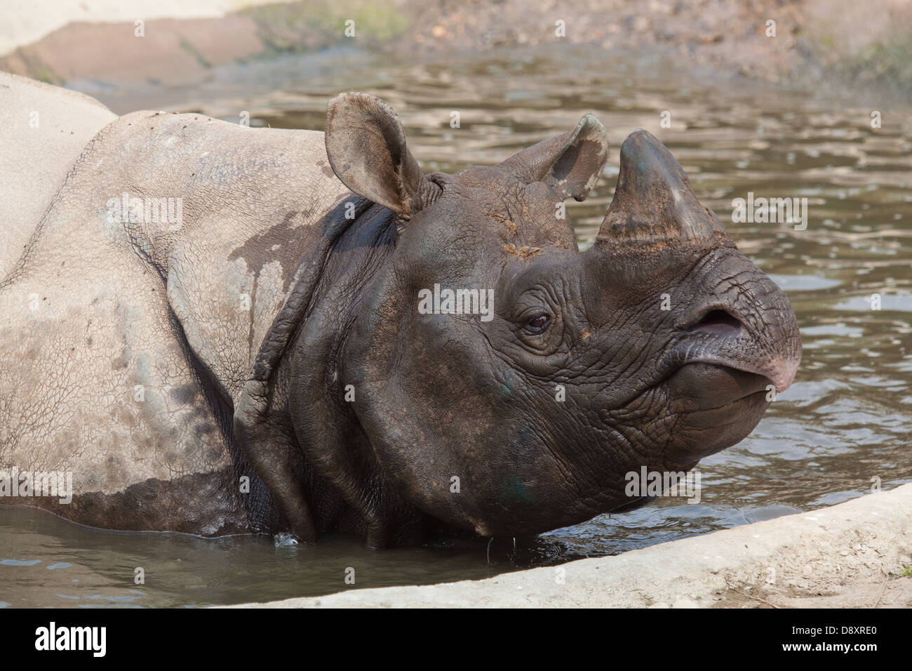 Greater One-horned, Asian or Indian Rhinoceros (Rhinoceros unicornis). Enjoying a bath. Nepal. Stock Photo
