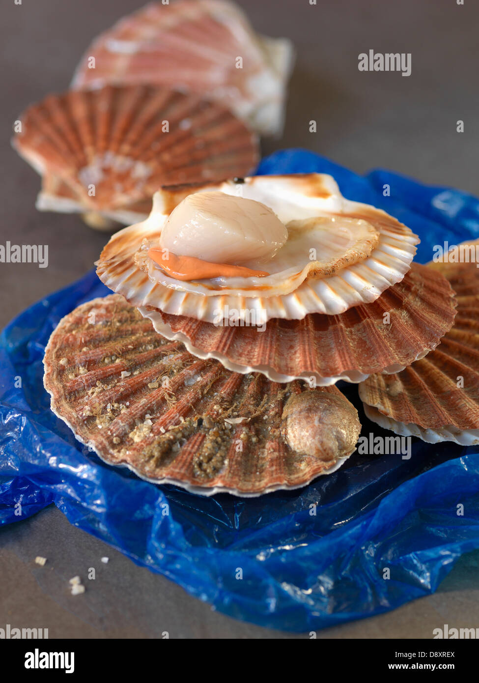 Raw scallops in their shells Stock Photo Alamy