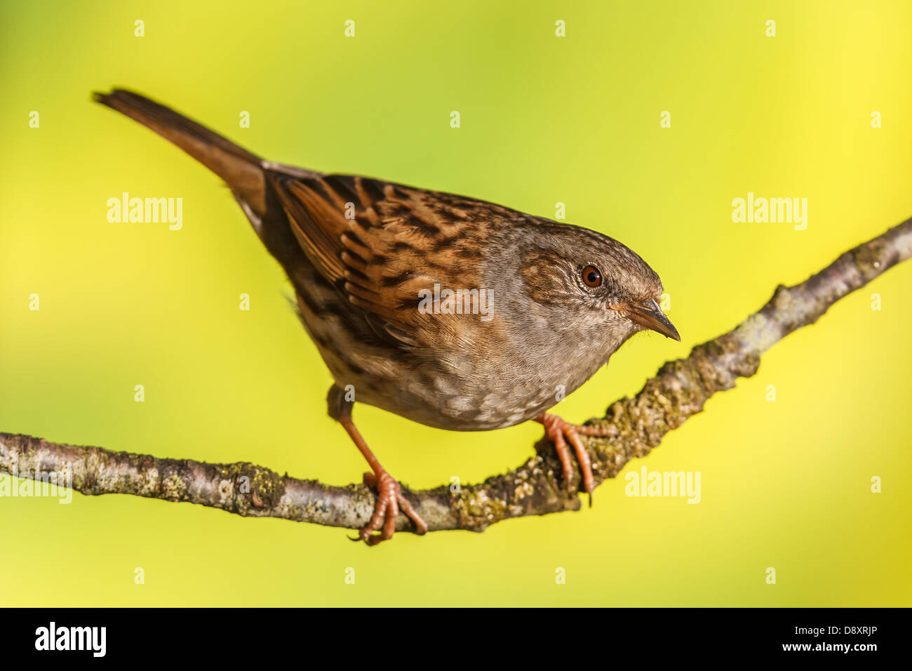 Dunnock, Prunella modularis on a branch. Shallow depth of field and bakground blurred Stock Photo