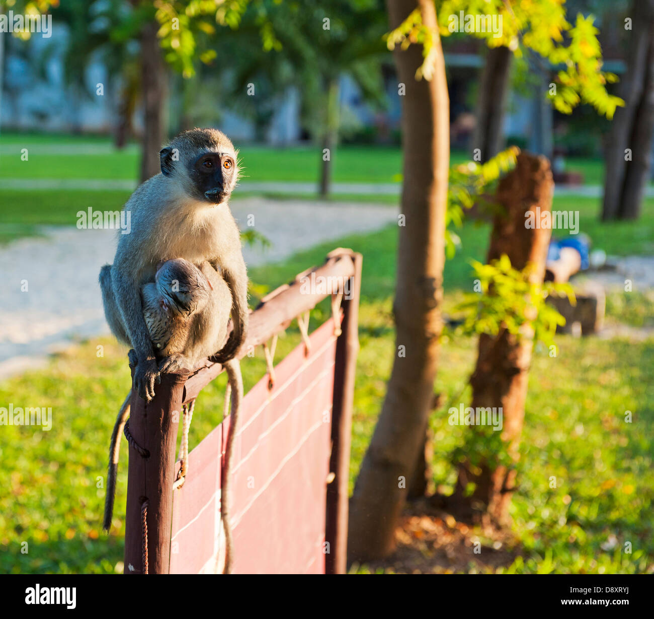 Blue Balled Monkey with her baby Stock Photo