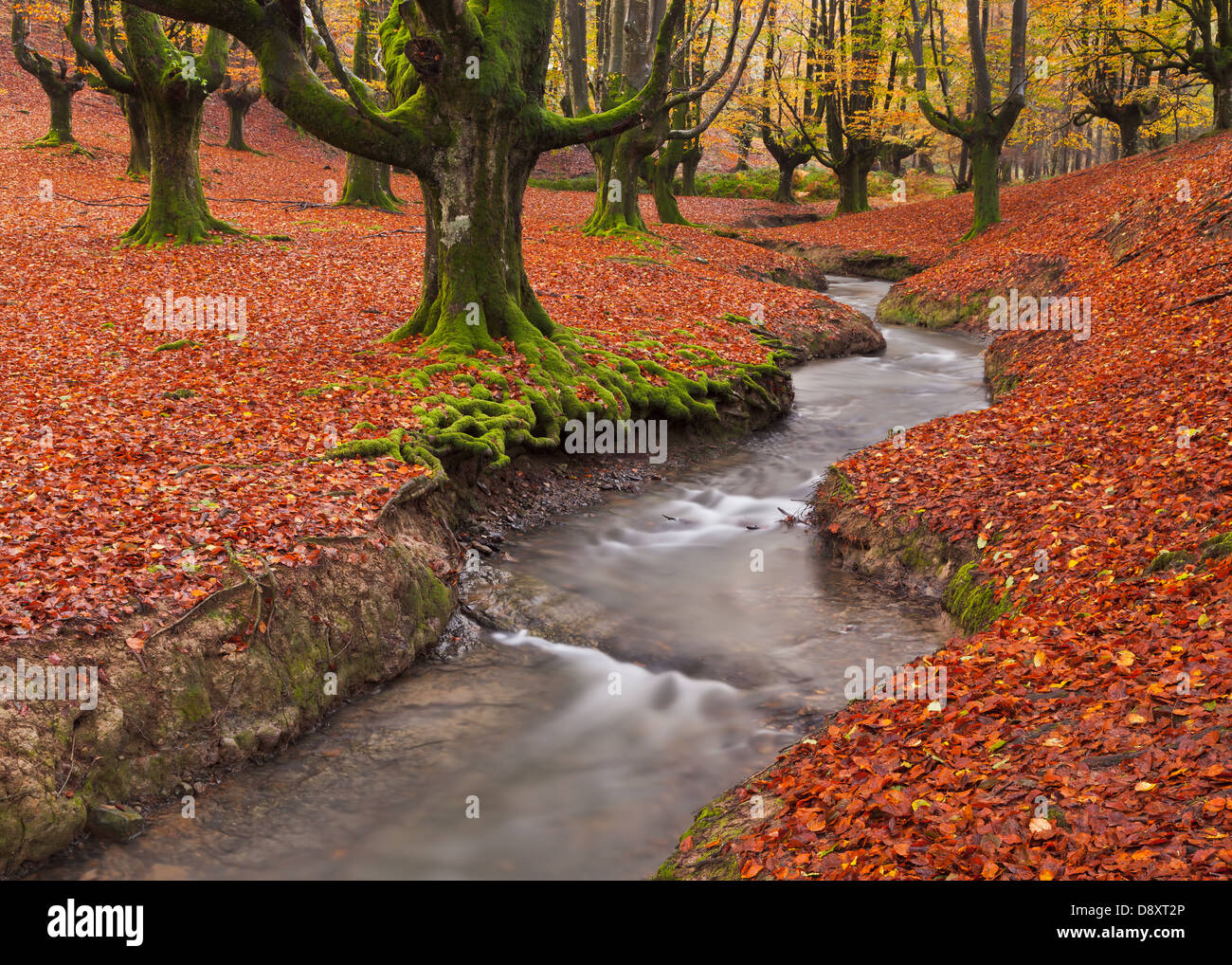 The falling leaves colors the autumn season in the forest. Otzarreta beech forest, Gorbea Natural Park, Bizkaia, Spain Stock Photo