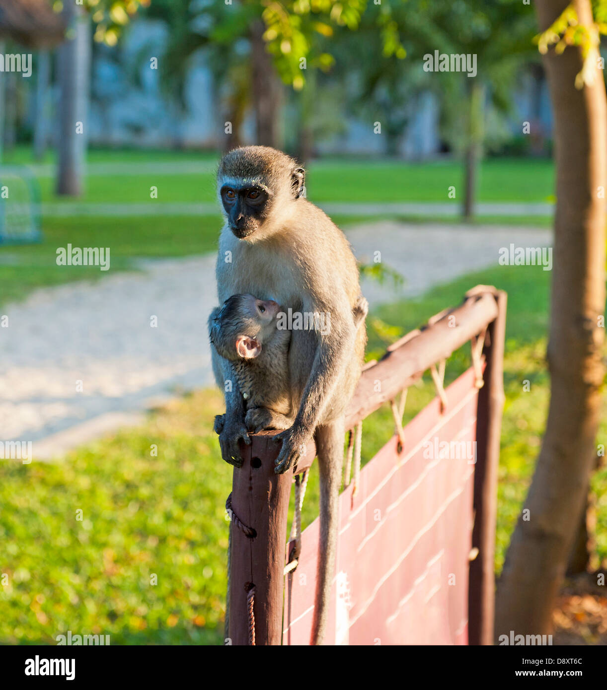 Blue Balled Monkey with her baby Stock Photo