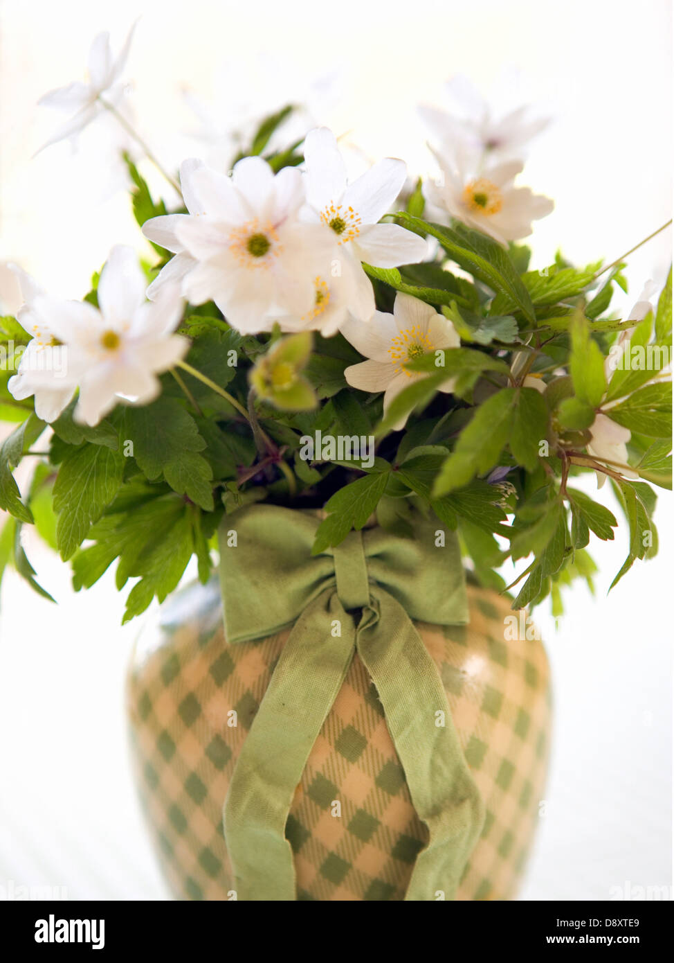 Wood anemones. Stock Photo