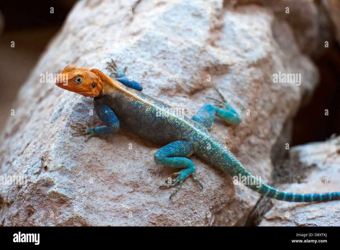 African rainbow lizard hi res stock photography and images Alamy