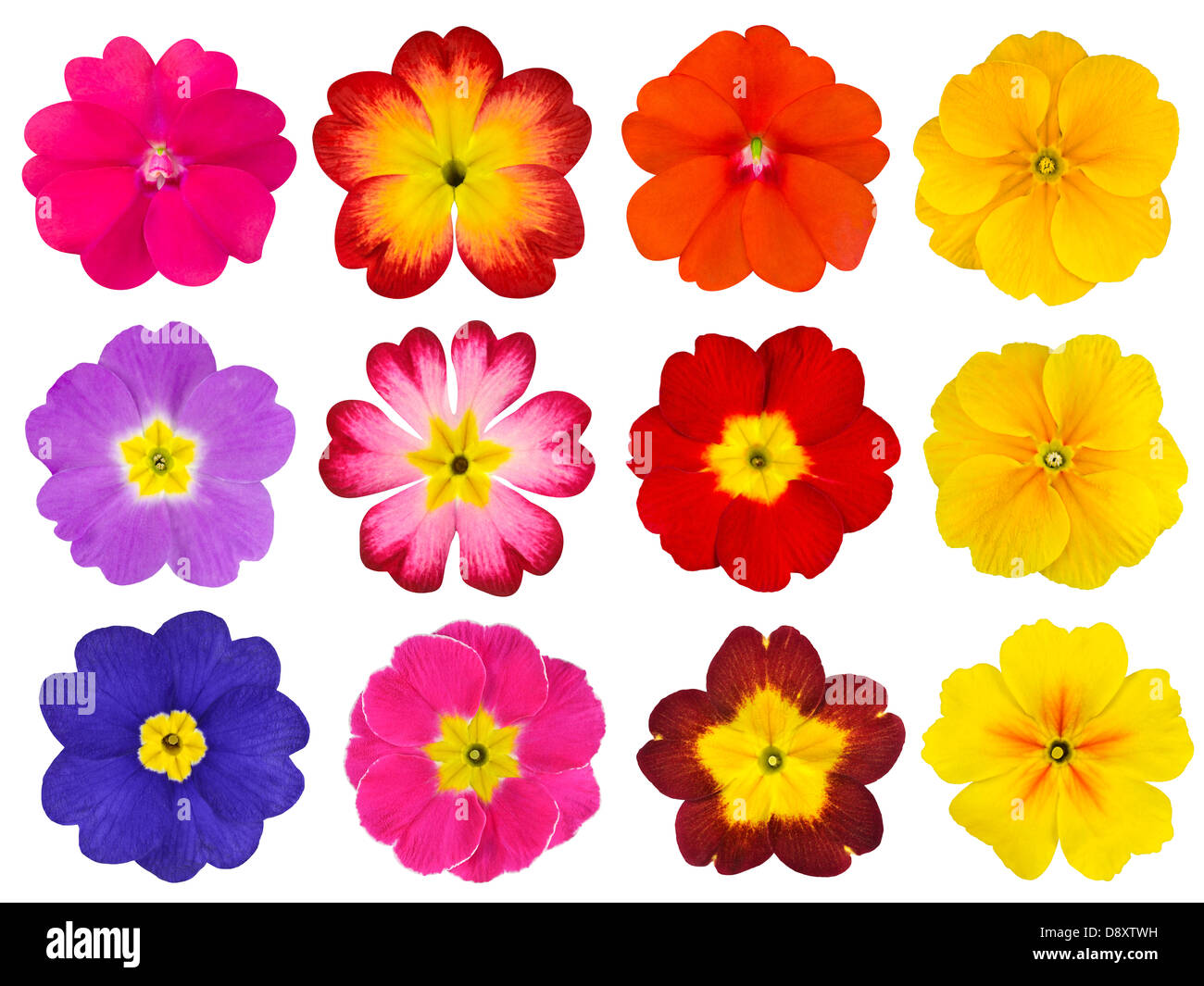 Collection of twelve colorful Primroses Isolated on White Background ...