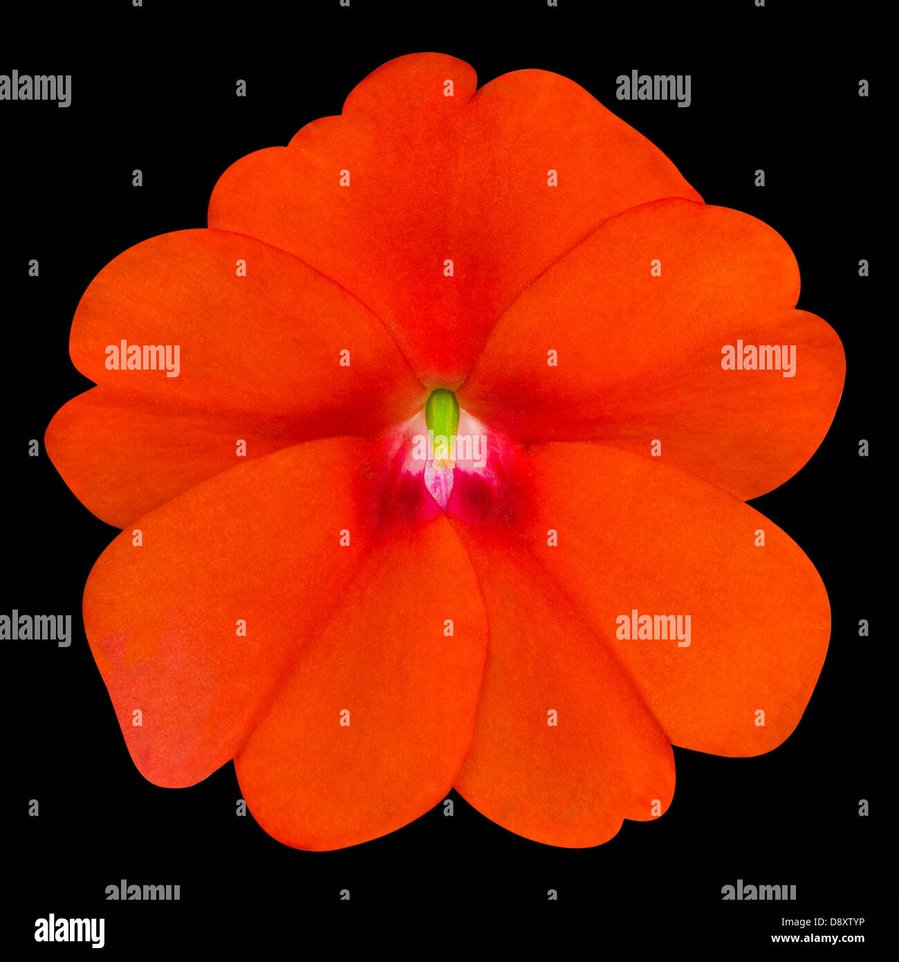 Orange Primrose like Flower Isolated on White Background. Macro Closeup ...