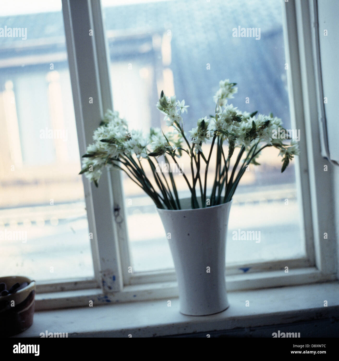 Potted plant with flowers on window sill Stock Photo - Alamy