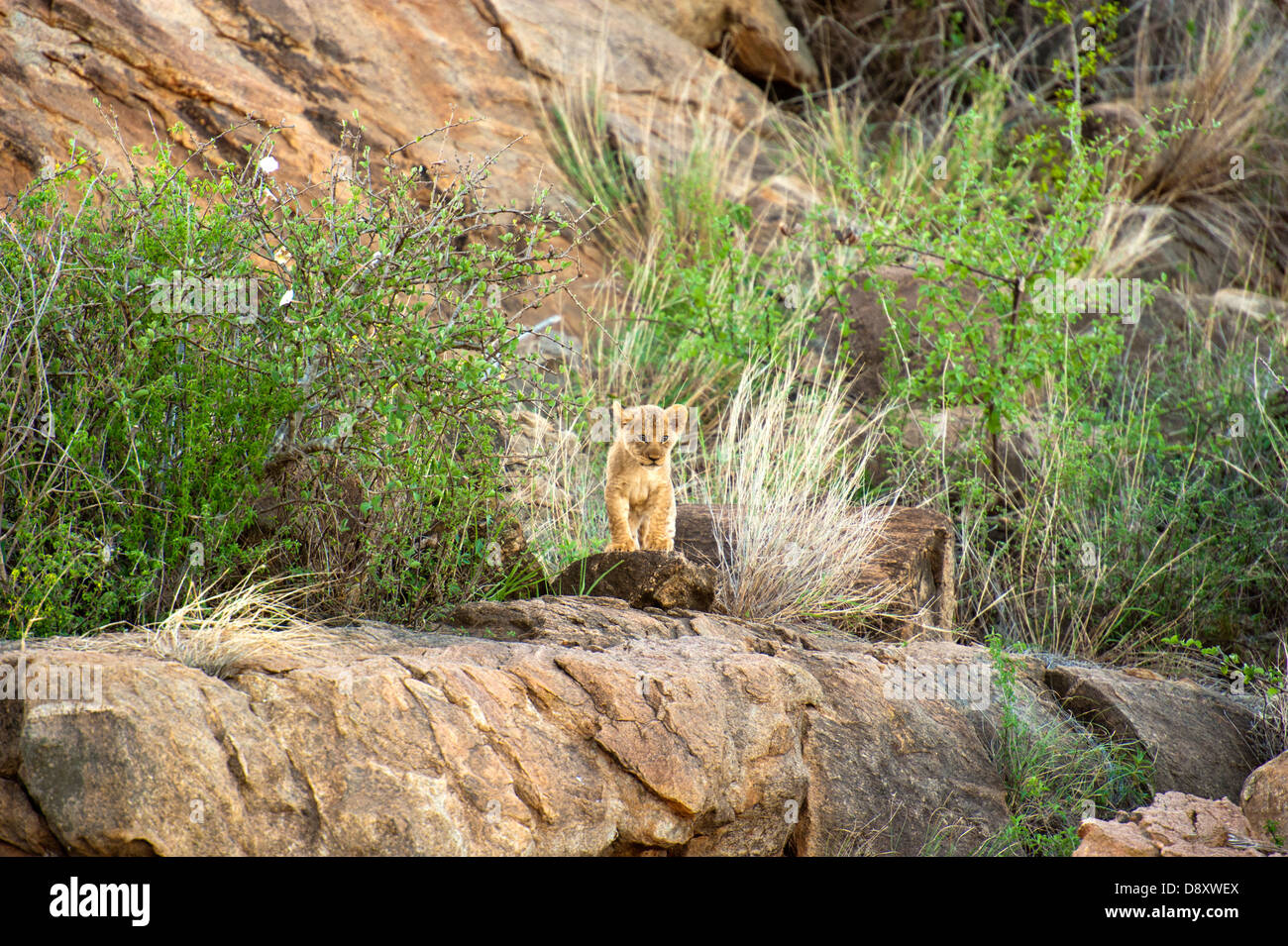 Lion Cubs in Tsavo East, Kenya Stock Photo